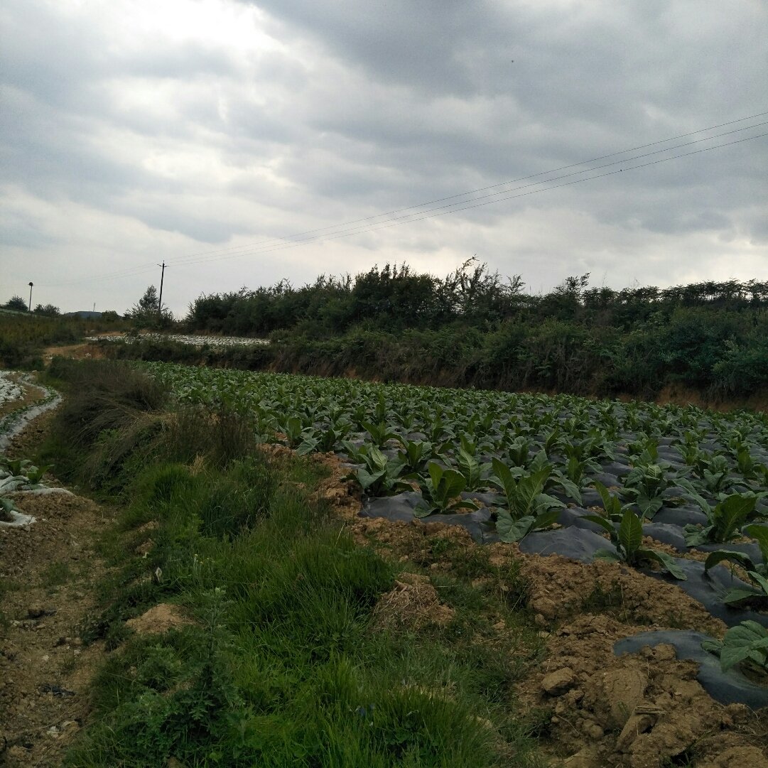 源芳乡天气预报更新通知