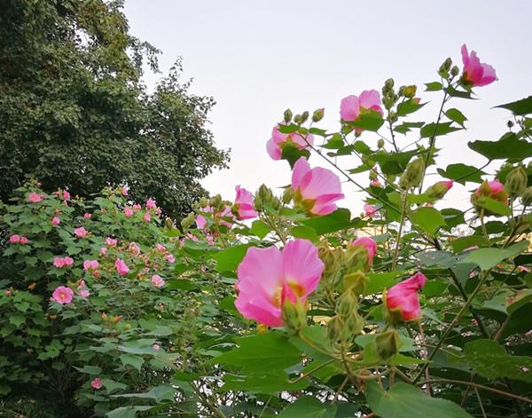 芙蓉社区天气预报更新通知